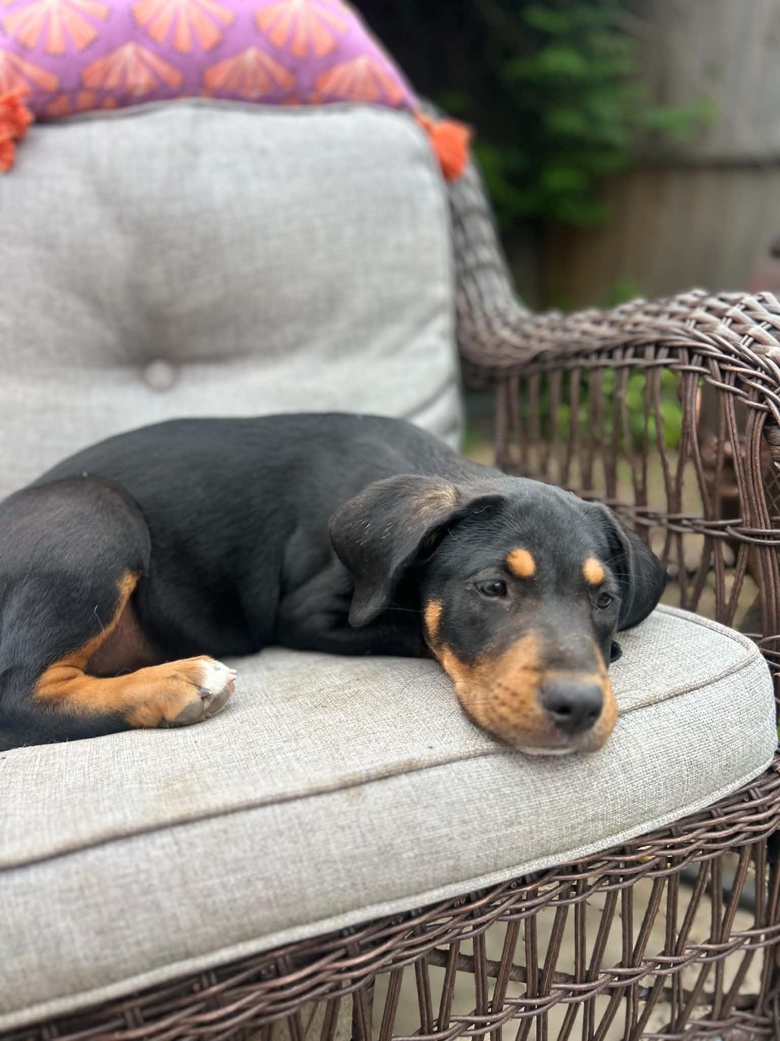 Roxie, an adopted mixed breed in Kannapolis, NC image 2/3
