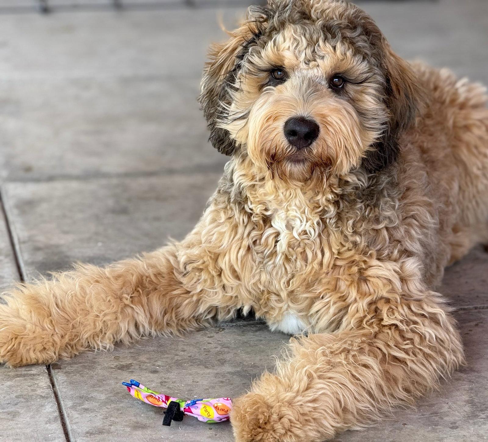 Ludo, Adoptable, Young Male Standard Poodle & Bernese Mountain Dog.