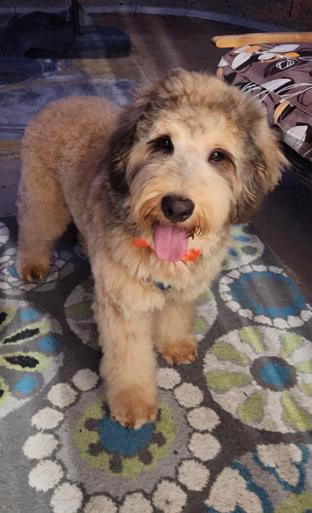Enlarge Ludo, a Adoptable mixed breed in Phoenix, AZ image 2/3