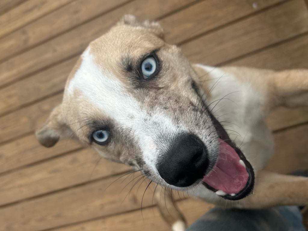 Summer, a Adoptable mixed breed in Barnesville, GA image 2/5