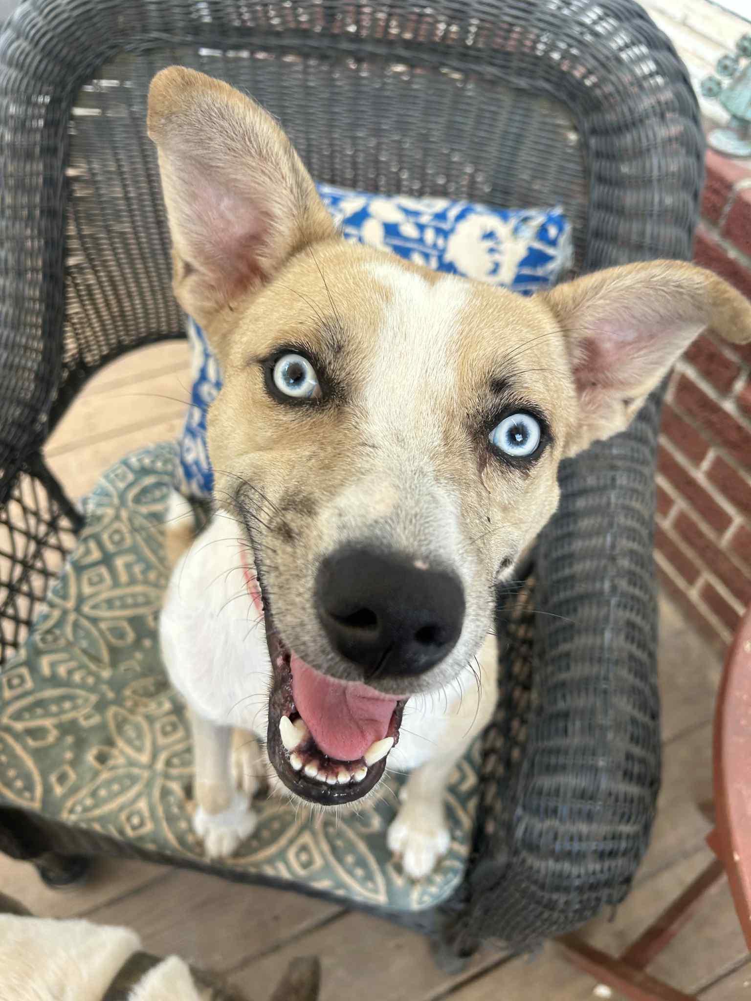 Summer, a Adoptable mixed breed in Barnesville, GA image 3/5