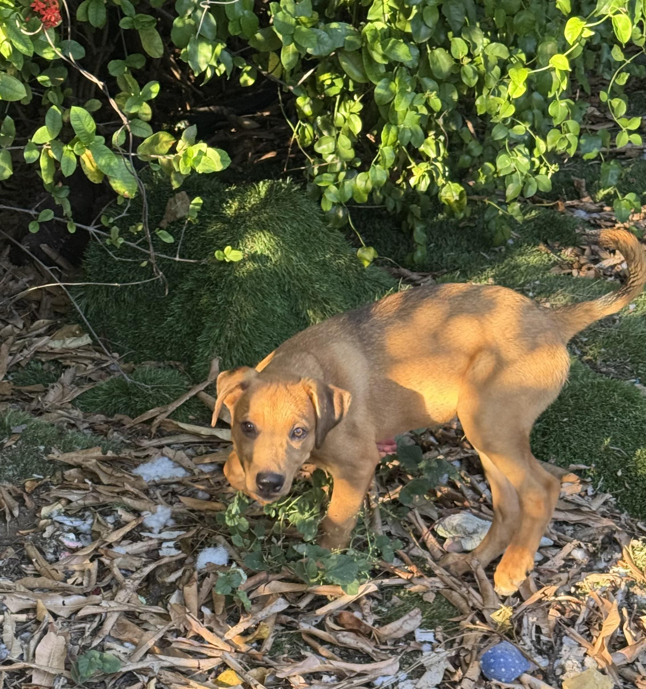 Dolly, Adoptable, Young Female Labrador Retriever & Black Mouth Cur.