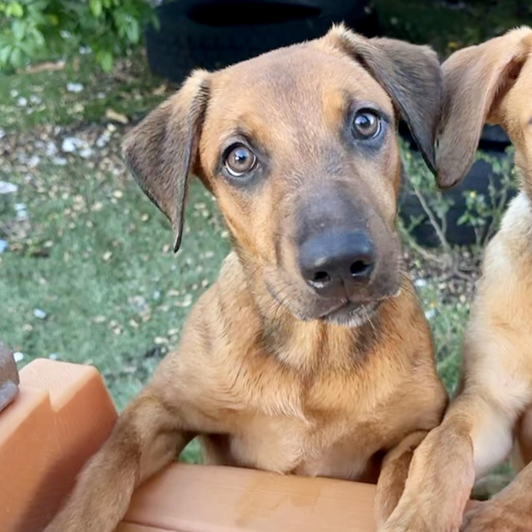 Dolly, Adoptable, Young Female Labrador Retriever & Black Mouth Cur.
