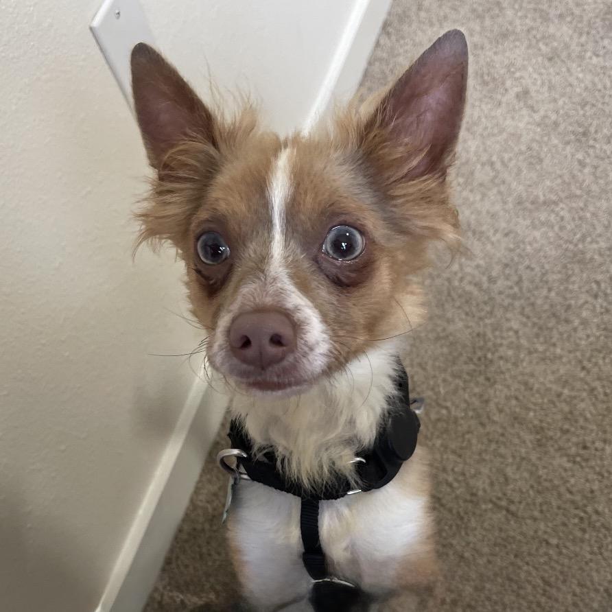 Meet Tiny Milo a 15-year-old 10-pound ChihuahuaPekingese mix with show-stopping blue eyes a uni