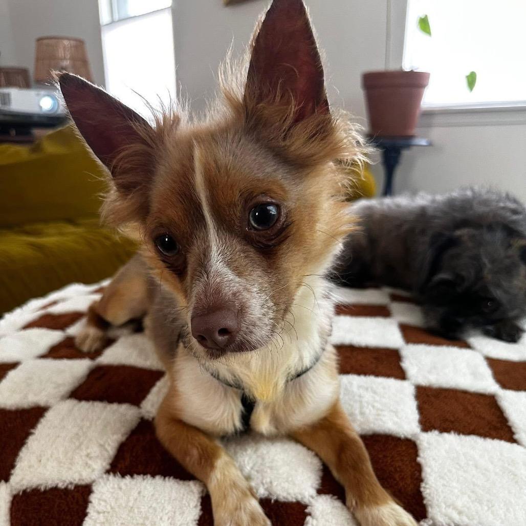 Tiny Milo, an adoptable Chihuahua, Pekingese in New Orleans, LA, 70124 | Photo Image 7