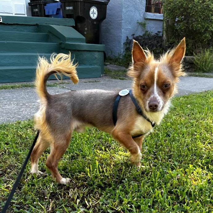Tiny Milo, an adoptable Chihuahua, Pekingese in New Orleans, LA, 70124 | Photo Image 9