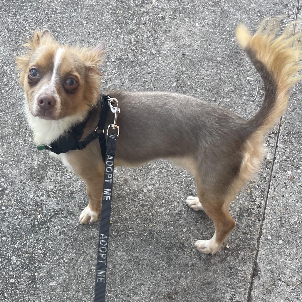 Tiny Milo, an adoptable Chihuahua, Pekingese in New Orleans, LA, 70124 | Photo Image 3