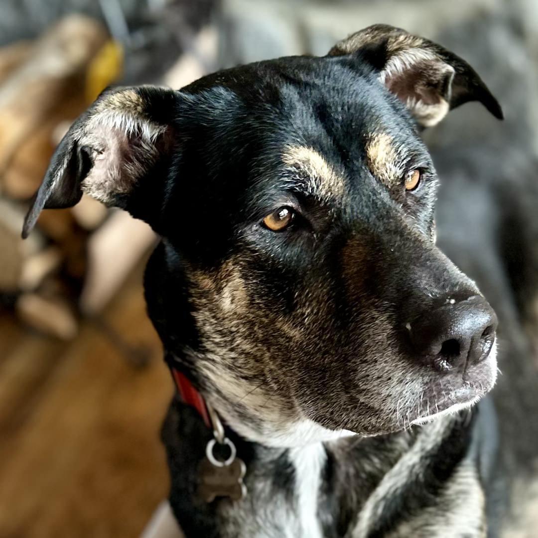 Chip, adoptable, Adult Male Labrador Retriever & Cattle Dog.