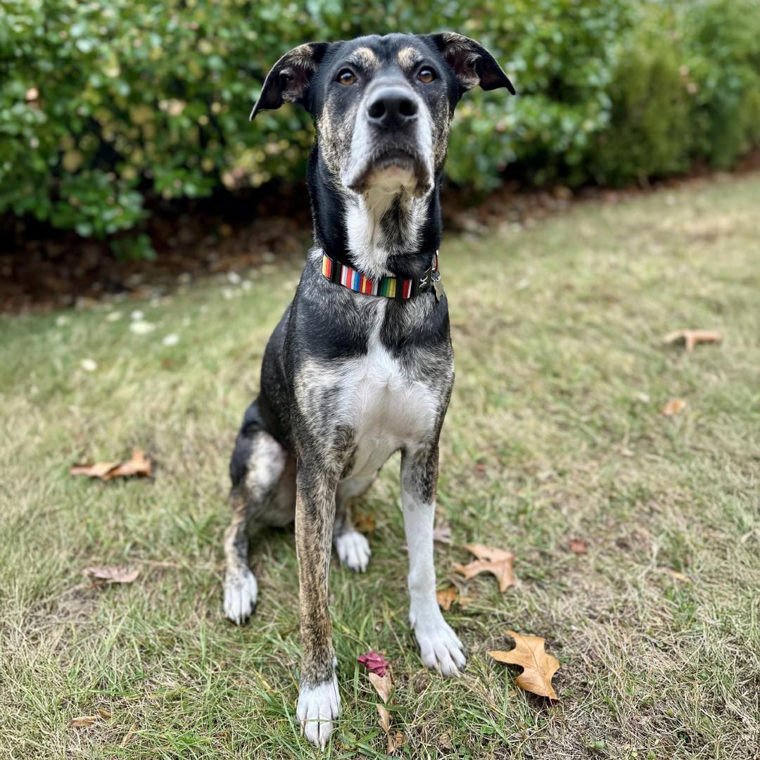 Enlarge Chip, an adoptable mixed breed in New Castle, CO image 2/6