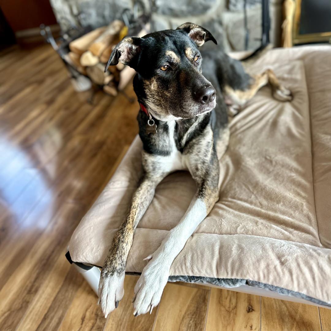 Enlarge Chip, an adoptable mixed breed in New Castle, CO image 4/6