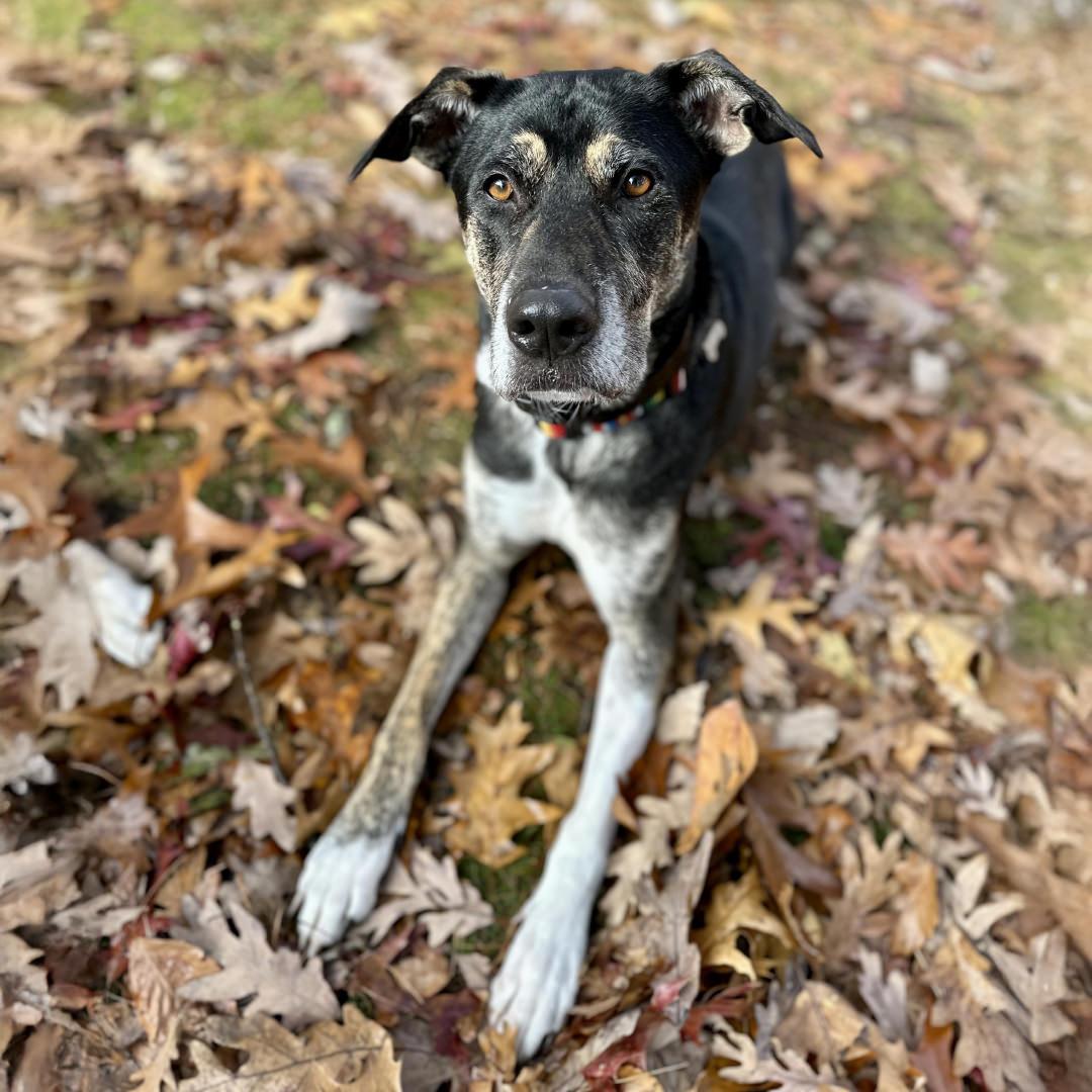Enlarge Chip, an adoptable mixed breed in New Castle, CO image 5/6