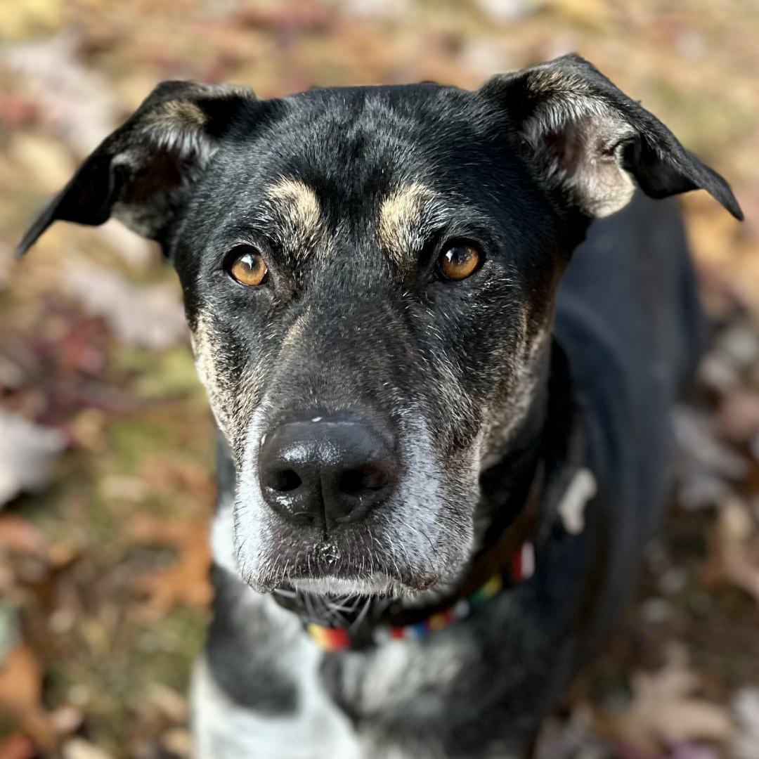 Enlarge Chip, an adoptable mixed breed in New Castle, CO image 6/6