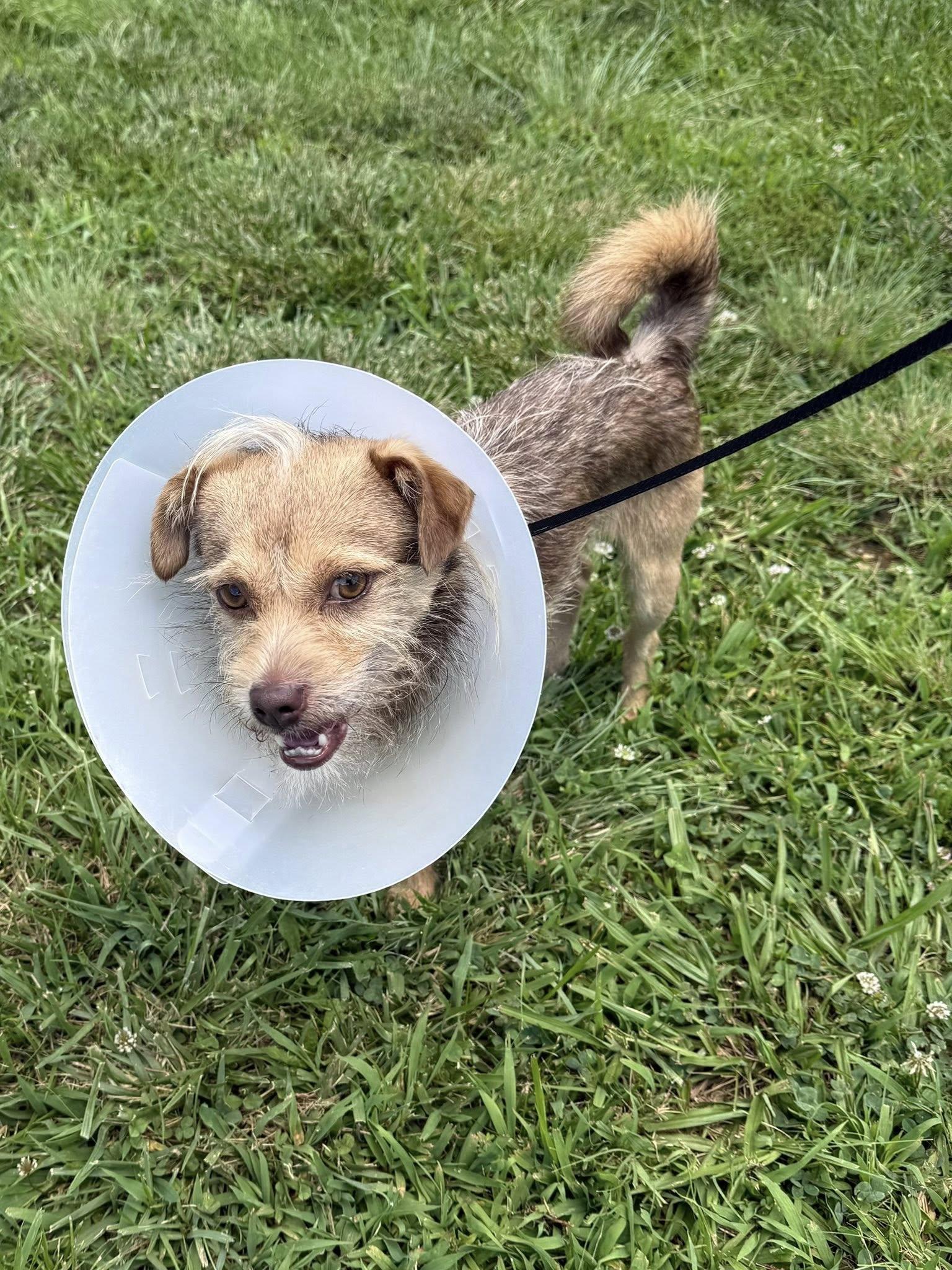 Bly, Young Male Border Terrier