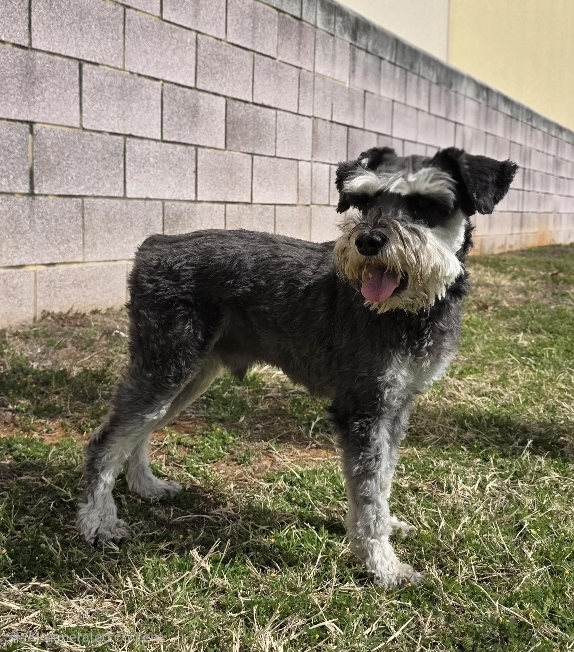 Enlarge Buddy, an adopted Schnauzer in Longview, TX image 3/3