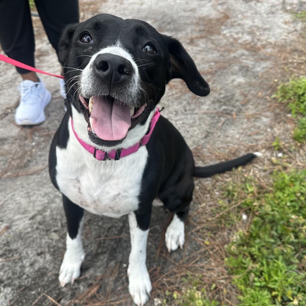 Sydney, a Adoptable mixed breed in West Palm Beach, FL image 2/6