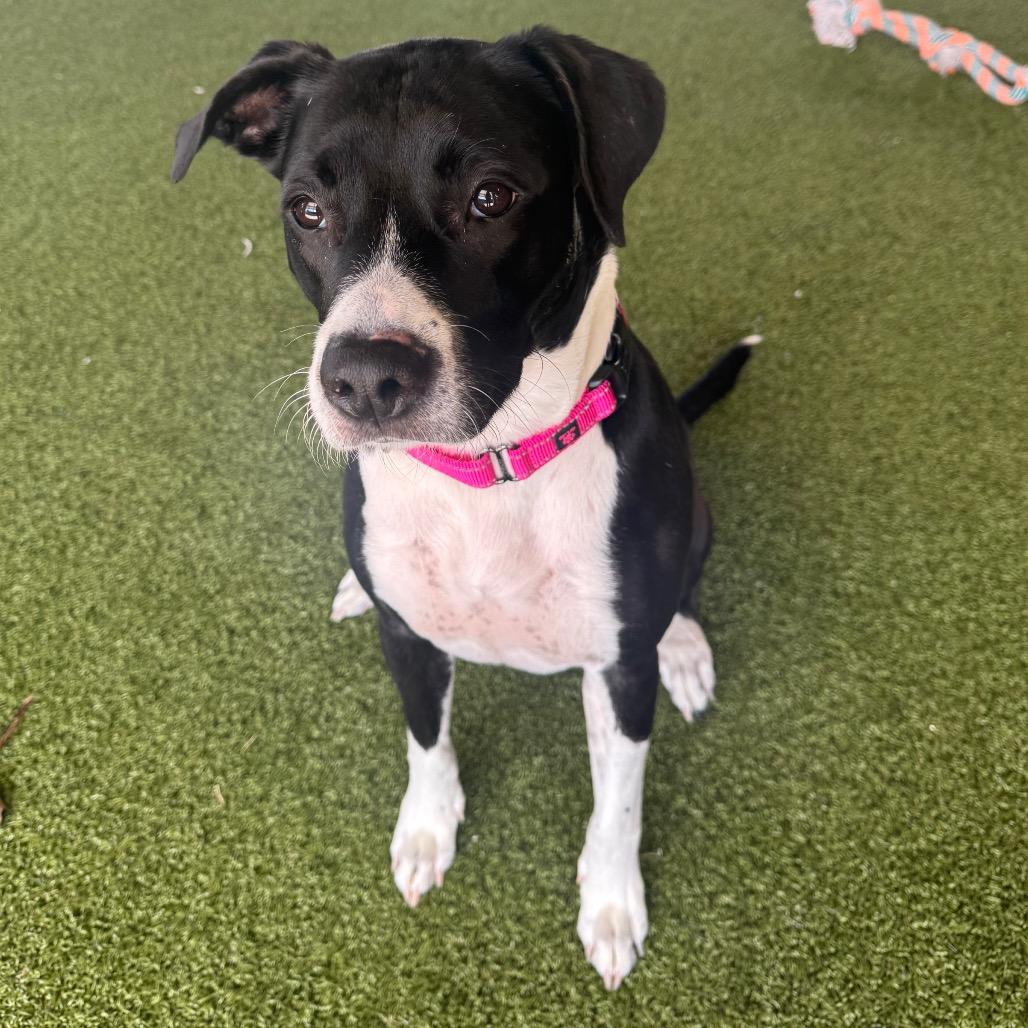 Sydney, a Adoptable mixed breed in West Palm Beach, FL image 3/6