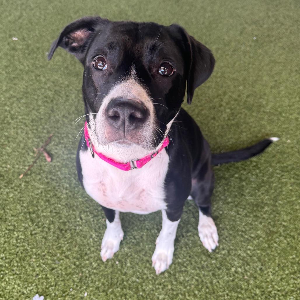 Sydney, a Adoptable mixed breed in West Palm Beach, FL image 4/6