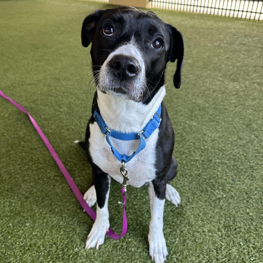 Sydney, a Adoptable mixed breed in West Palm Beach, FL image 6/6