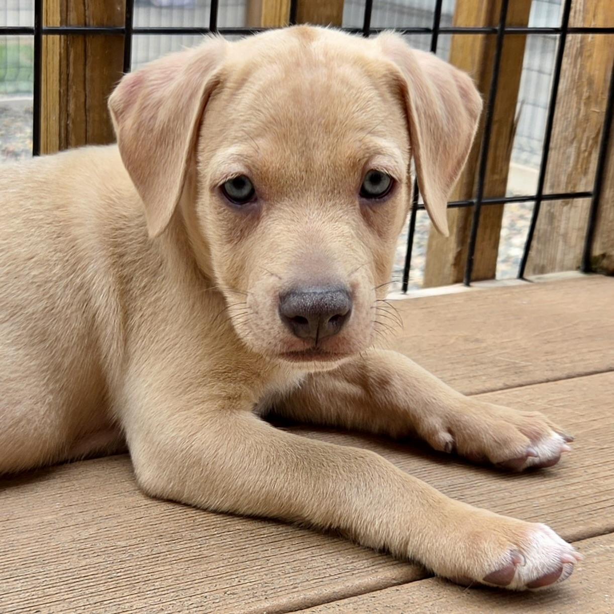 Enlarge Stevie Nicks, a ADOPTABLE mixed breed in Prior Lake, MN image 5/5