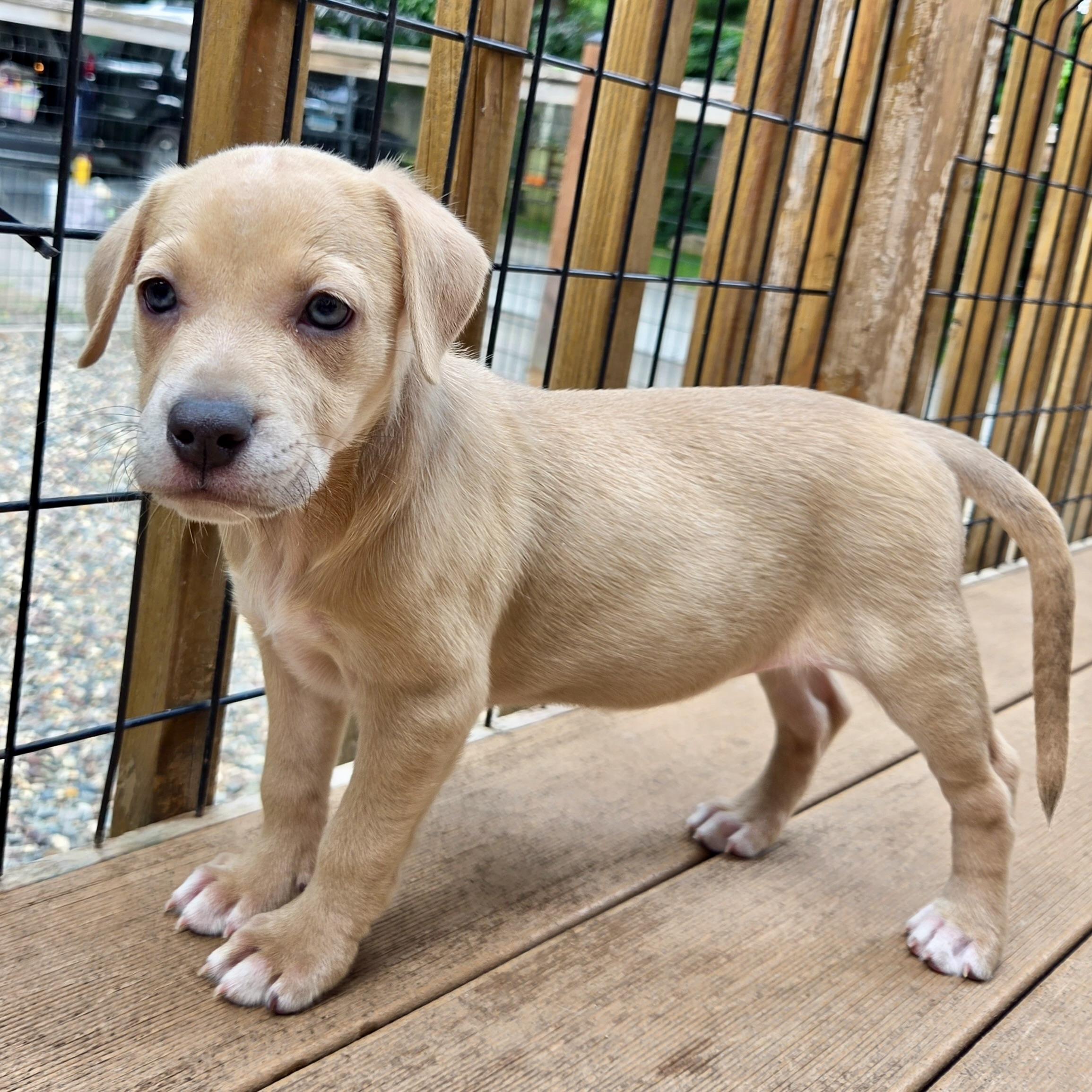 Enlarge Stevie Nicks, a ADOPTABLE mixed breed in Prior Lake, MN image 3/5