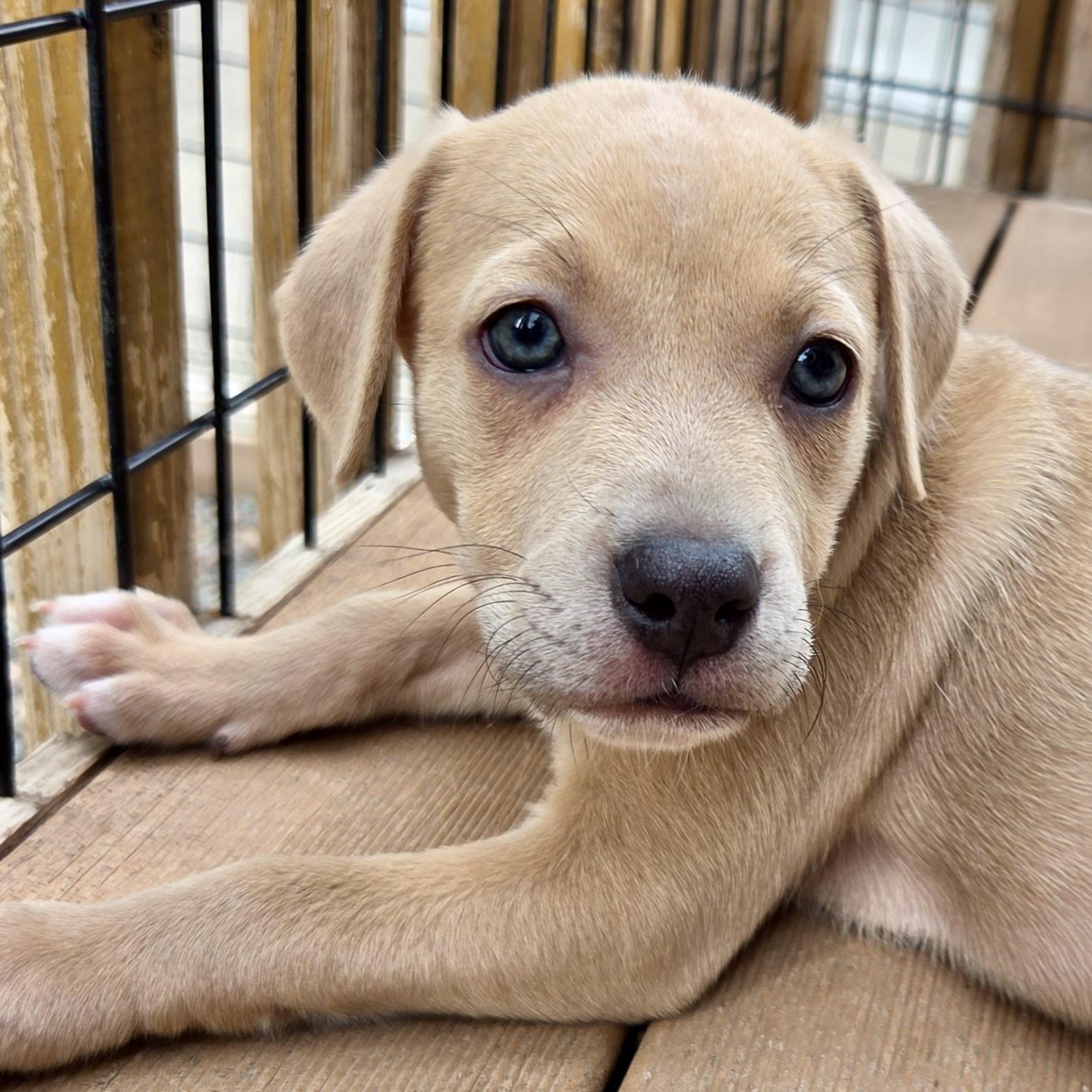 Enlarge Stevie Nicks, a ADOPTABLE mixed breed in Prior Lake, MN image 4/5