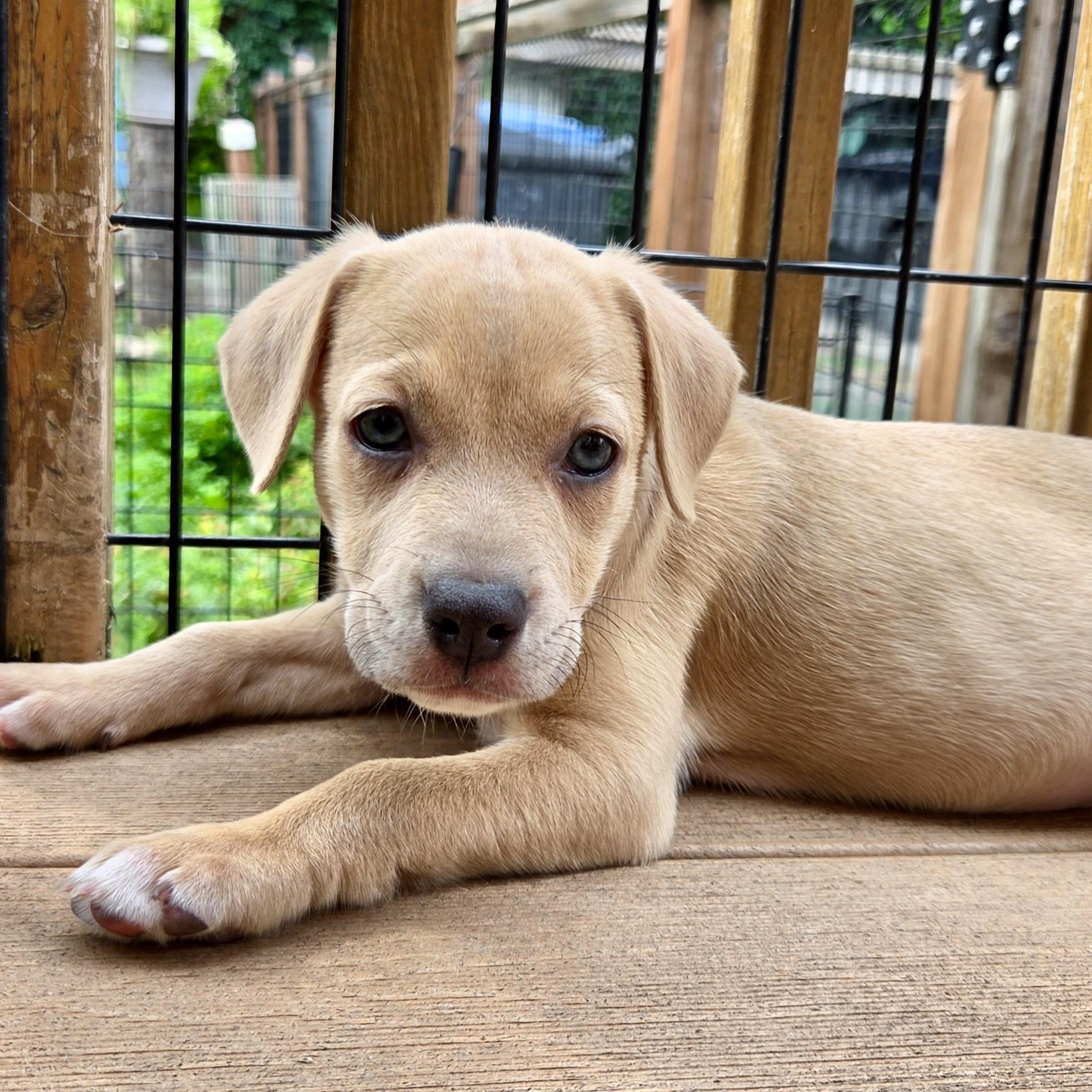Enlarge Stevie Nicks, a ADOPTABLE mixed breed in Prior Lake, MN image 2/5