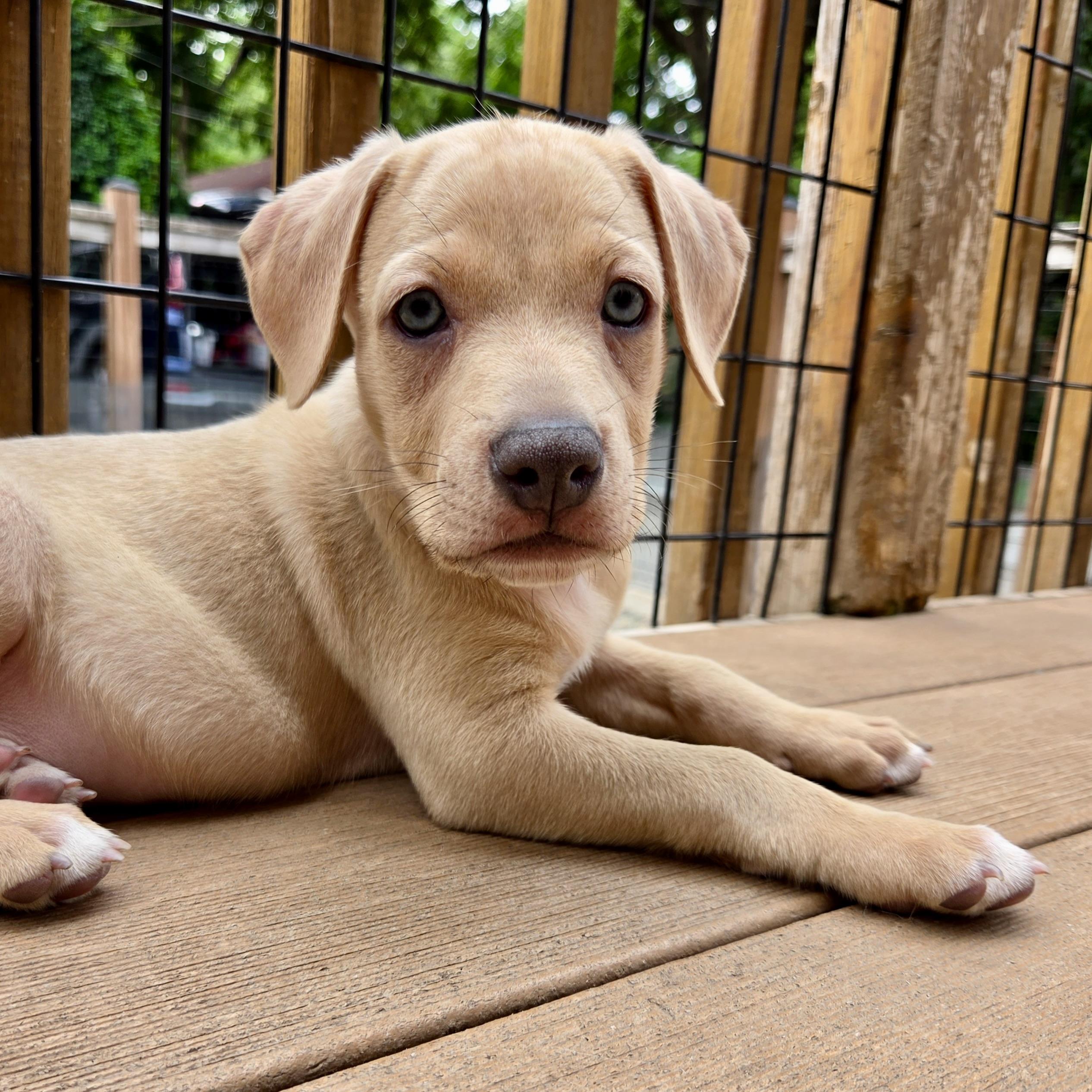 Enlarge Stevie Nicks, a ADOPTABLE mixed breed in Prior Lake, MN image 1/5