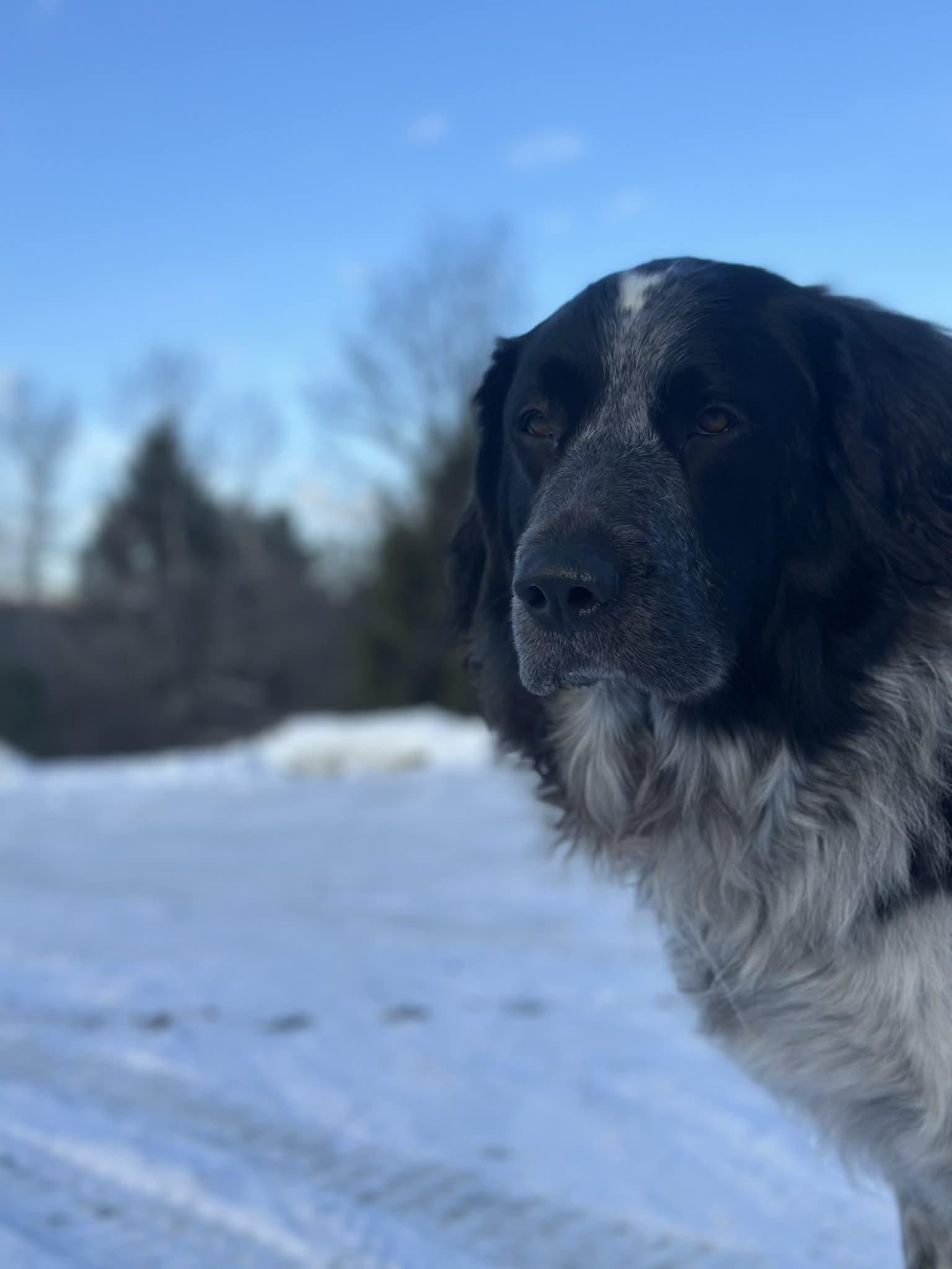Enlarge Poppy, an adopted mixed breed in Randolph Center, VT image 1/3