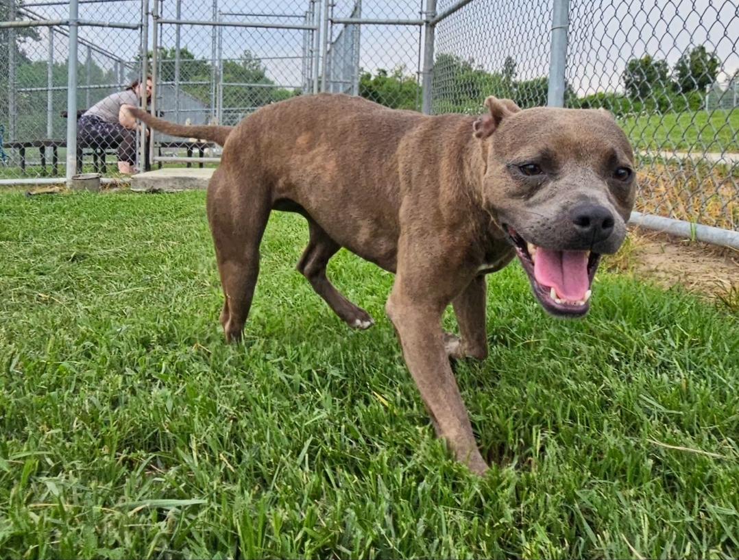 Parrie 56559769 Pit Bull Terrier Dog