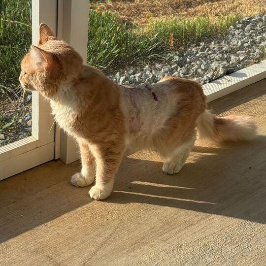 Enlarge Alvin, a Adoptable Domestic Short Hair in Waxhaw, NC image 1/4