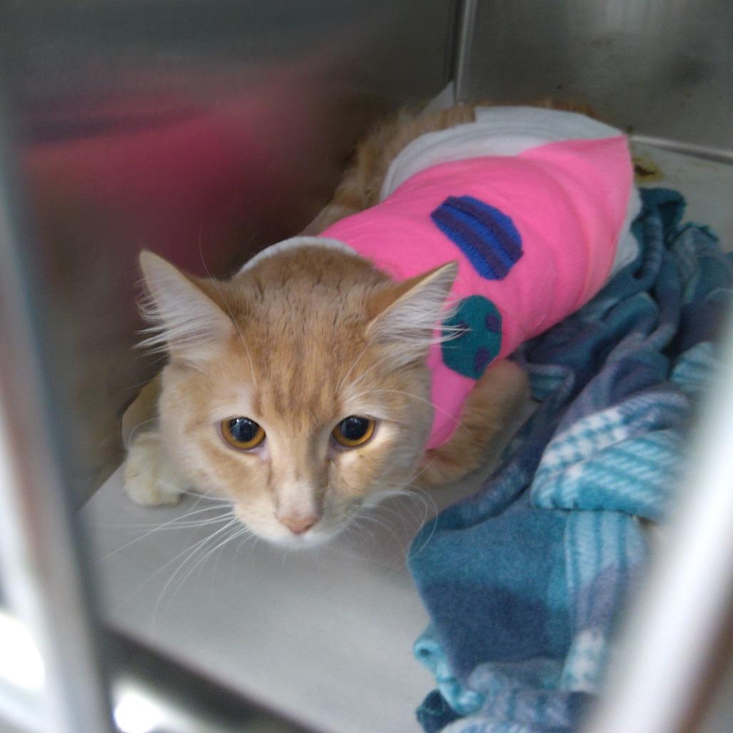 Enlarge Alvin, a Adoptable Domestic Short Hair in Waxhaw, NC image 2/4