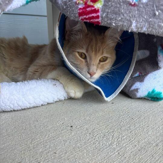 Enlarge Alvin, a Adoptable Domestic Short Hair in Waxhaw, NC image 3/4