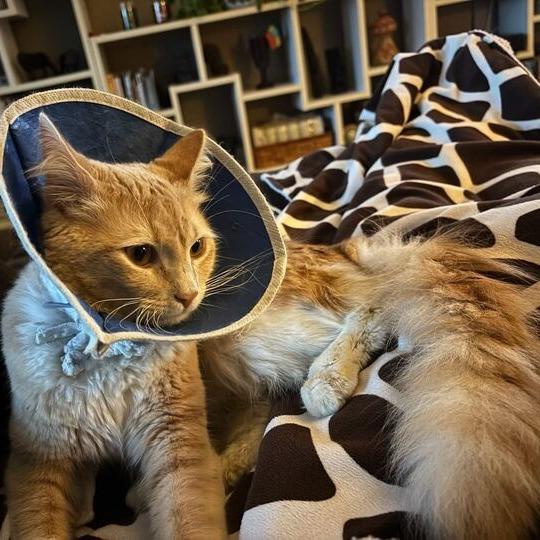 Enlarge Alvin, a Adoptable Domestic Short Hair in Waxhaw, NC image 4/4