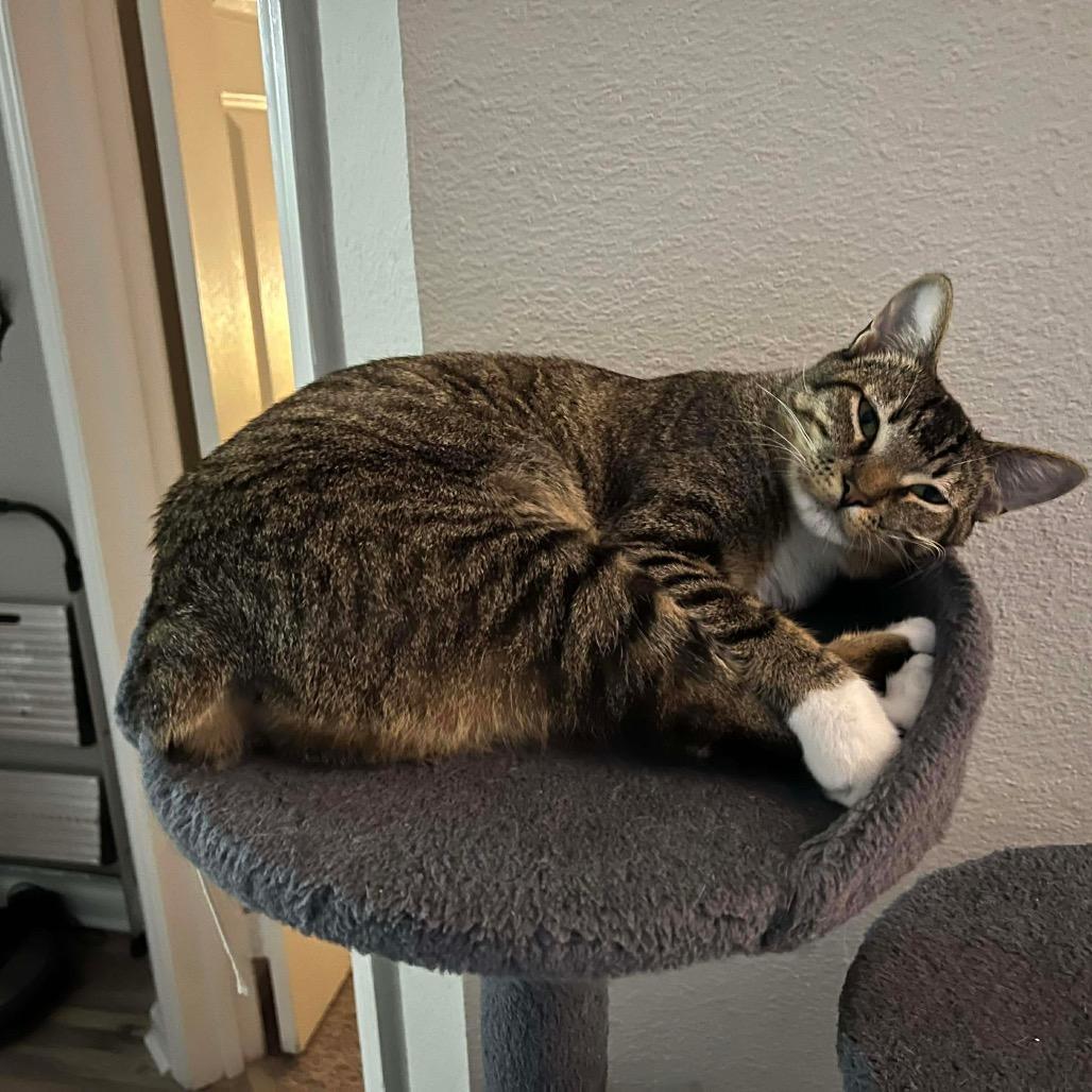 Journey, Adoptable, Adult Female Domestic Short Hair.