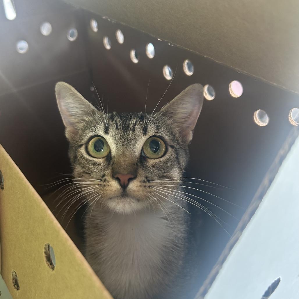 Enlarge Journey, a Adoptable Domestic Short Hair in Tampa, FL image 2/6