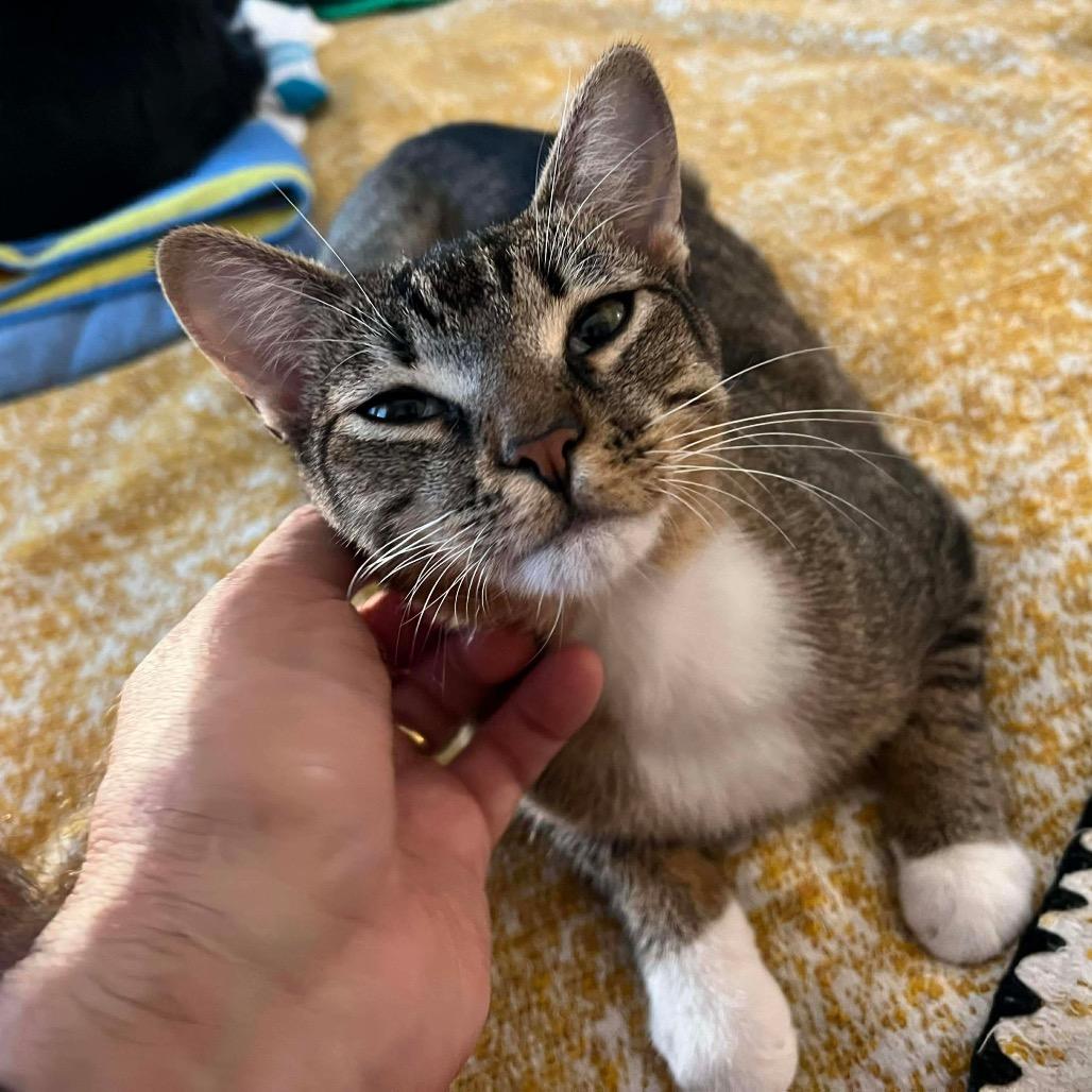 Enlarge Journey, a Adoptable Domestic Short Hair in Tampa, FL image 3/6