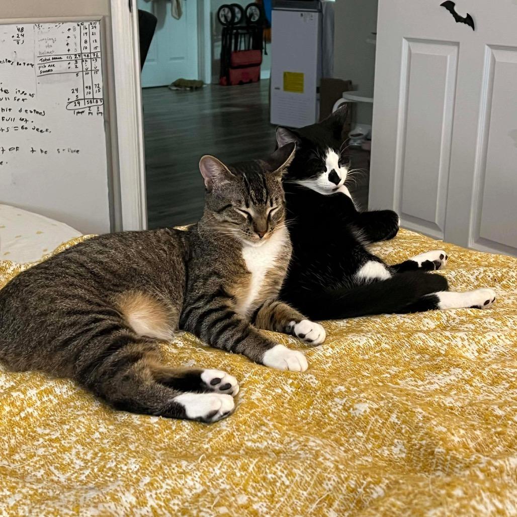 Enlarge Journey, a Adoptable Domestic Short Hair in Tampa, FL image 4/6