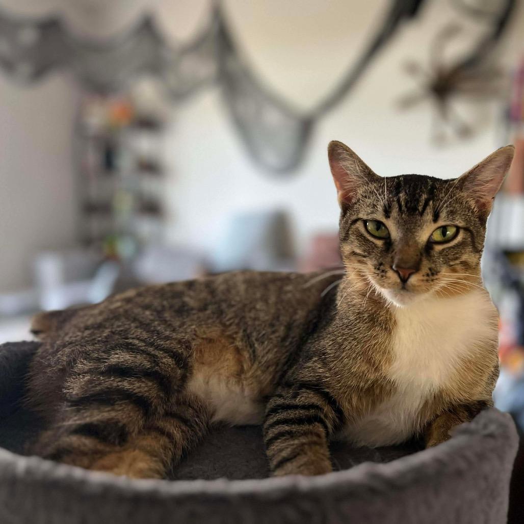 Enlarge Journey, a Adoptable Domestic Short Hair in Tampa, FL image 5/6