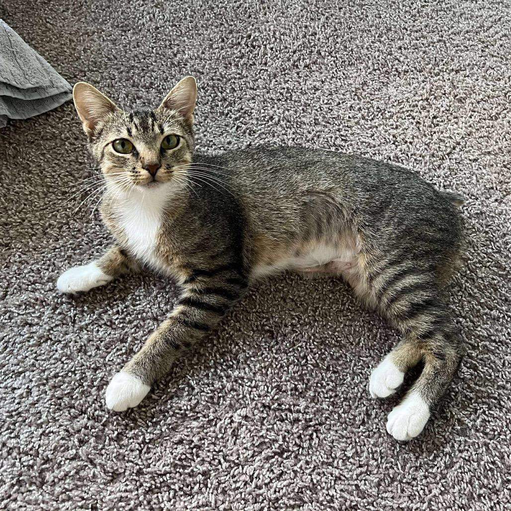 Enlarge Journey, a Adoptable Domestic Short Hair in Tampa, FL image 6/6