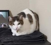 Enlarge Pica, a Adoptable mixed breed in Glendale, AZ image 2/3