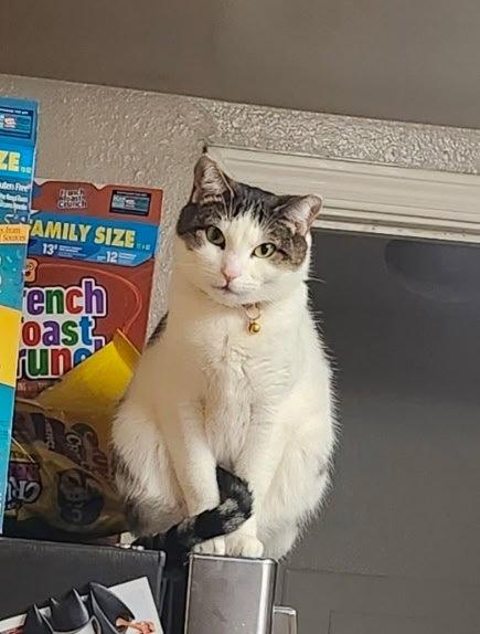 Enlarge Pica, a Adoptable mixed breed in Glendale, AZ image 3/3