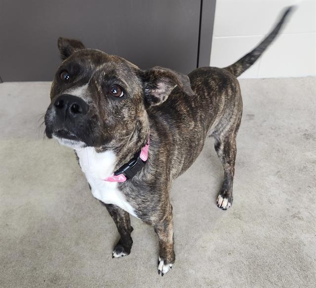 BUBBLEGUM, Adoptable, Young Female Pit Bull Terrier & Mixed Breed.