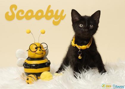 Scooby, Adoptable, Kitten Male Domestic Short Hair & Domestic Short Hair.