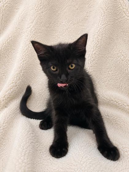 Scooby, a Adoptable mixed breed in Fairhope, AL image 2/2