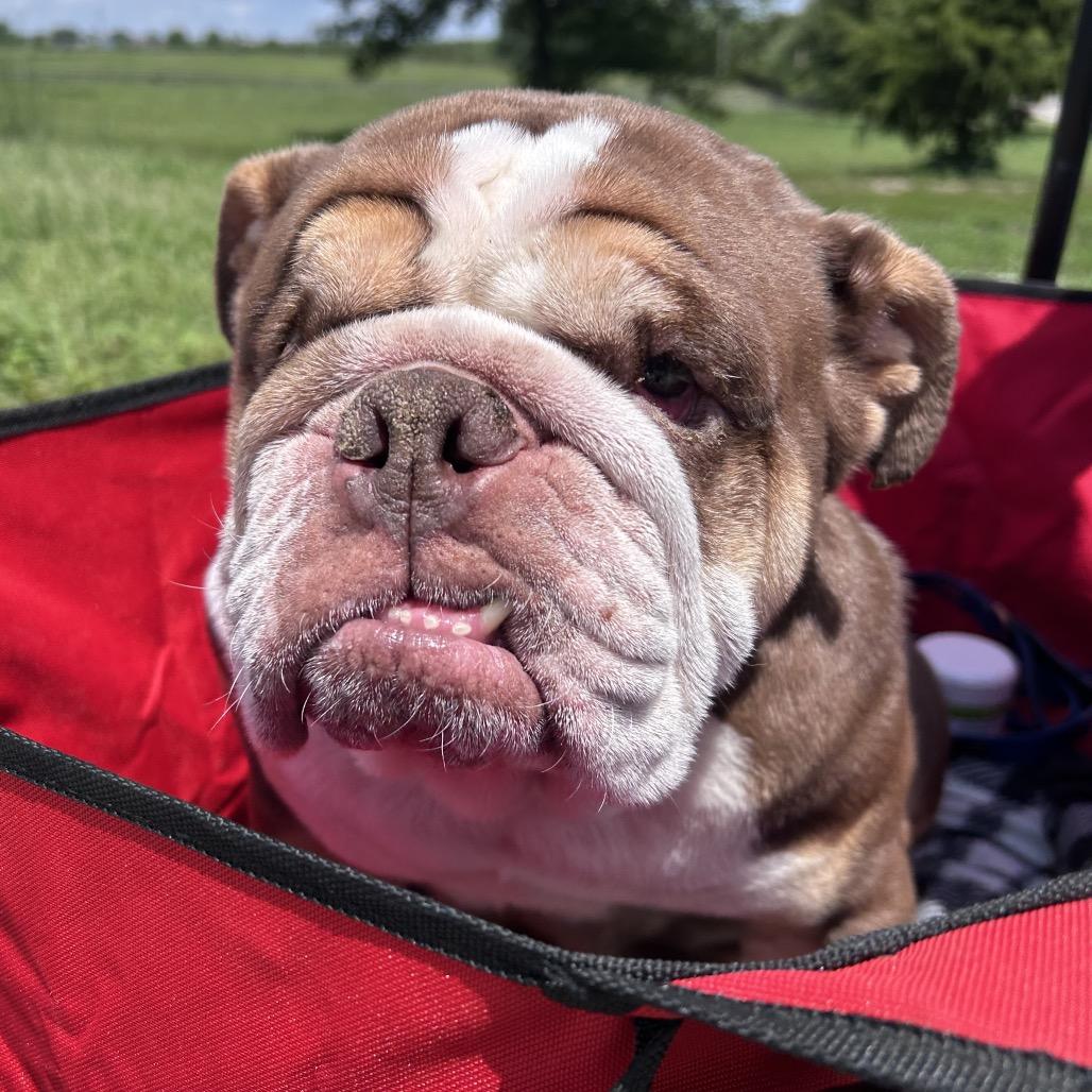 Winnie, a Adoptable mixed breed in Peculiar, MO image 1/6