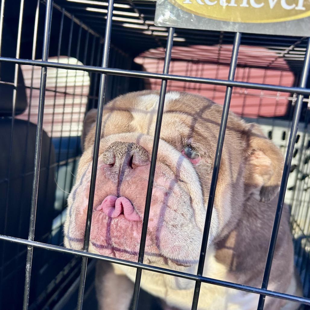 Winnie, a Adoptable mixed breed in Peculiar, MO image 2/6