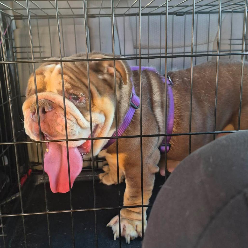 Winnie, a Adoptable mixed breed in Peculiar, MO image 3/6
