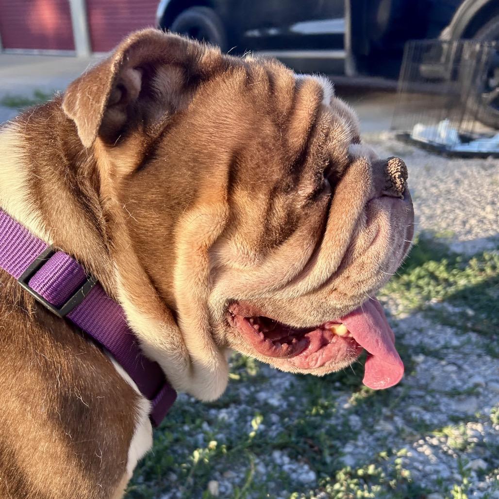 Winnie, a Adoptable mixed breed in Peculiar, MO image 6/6