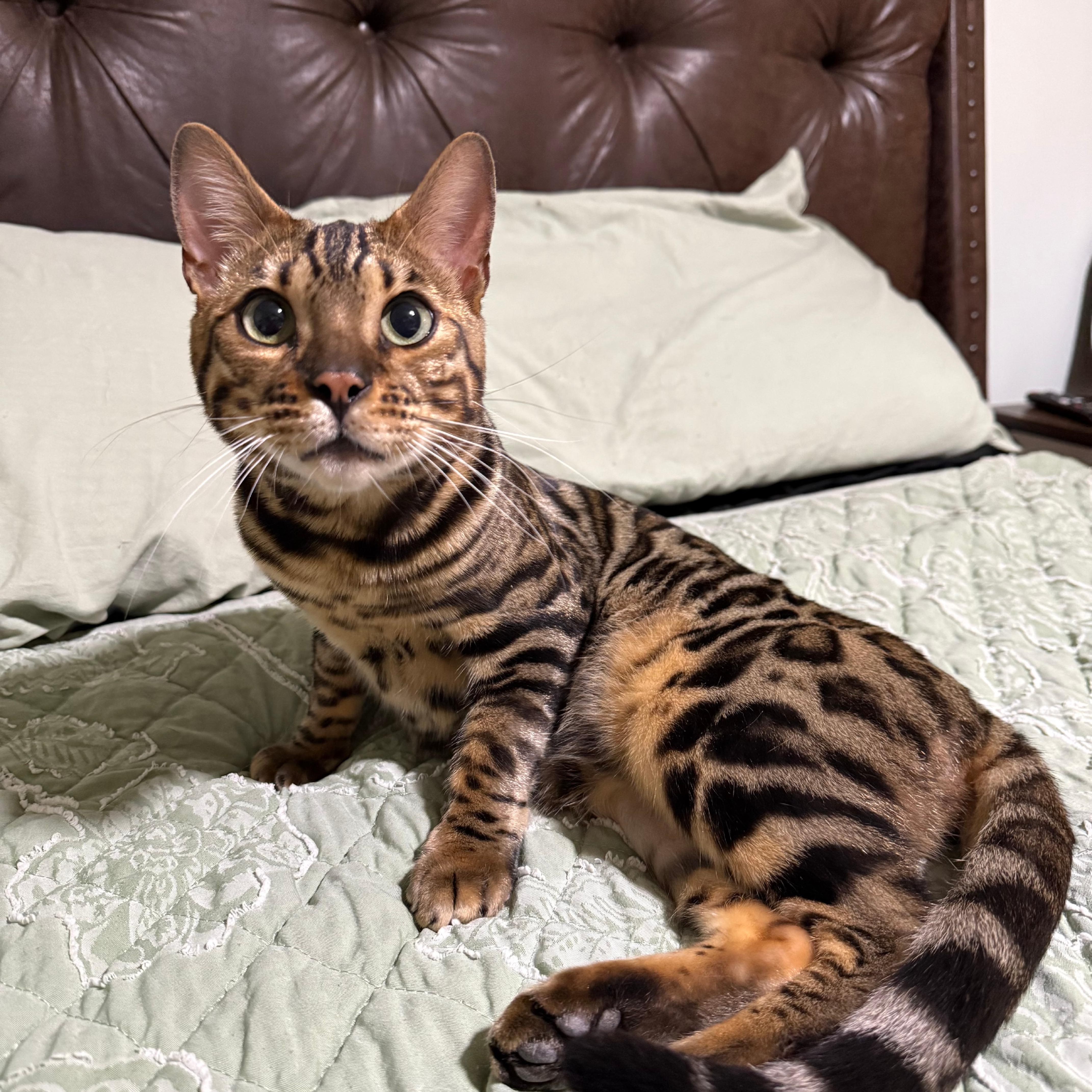 Tiberius, a ADOPTABLE Bengal in Richmond, VA image 5/5