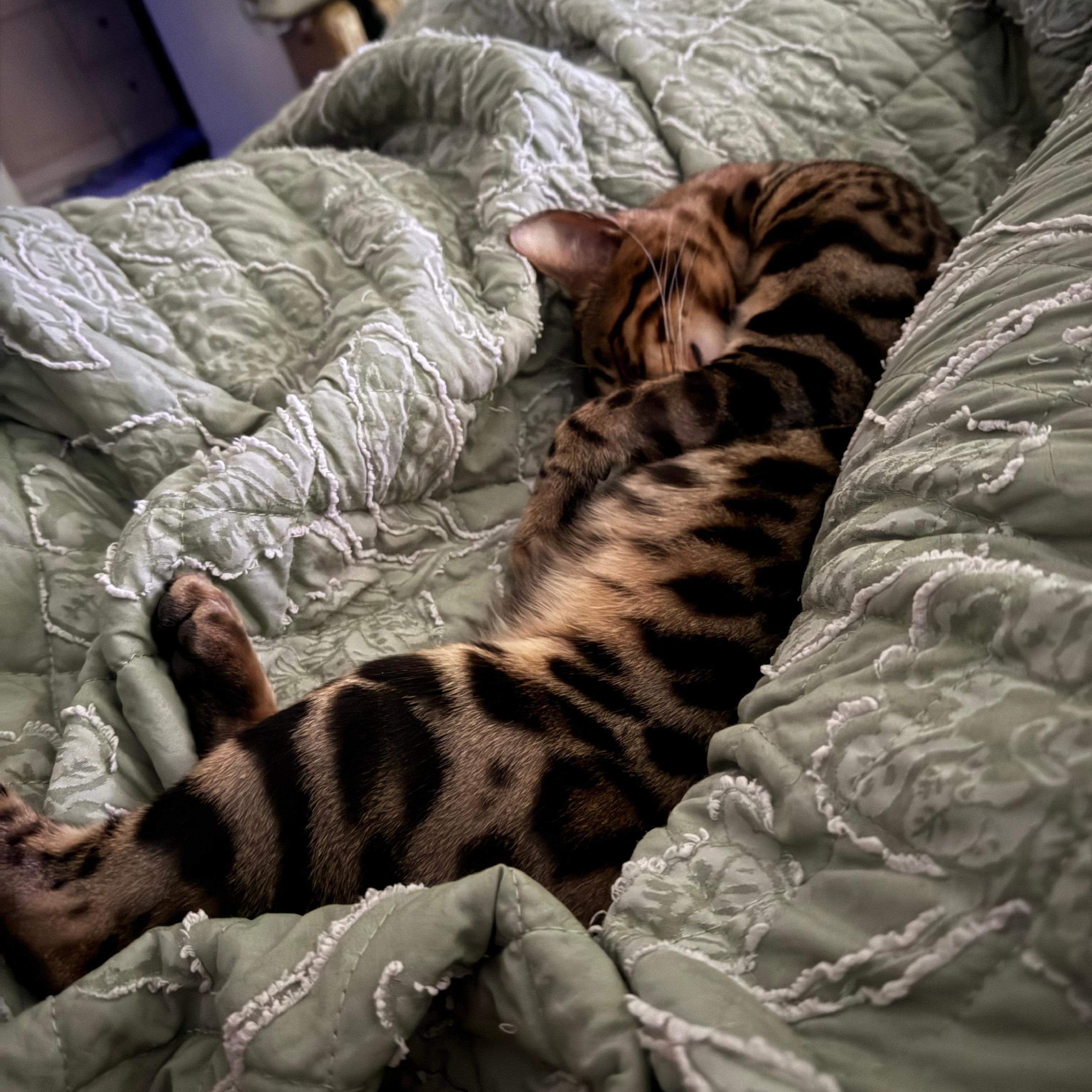 Tiberius, a ADOPTABLE Bengal in Richmond, VA image 3/5